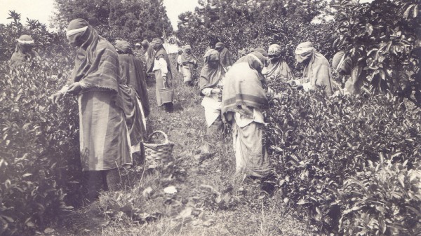 Rize Çayının Gizli Tarihi: Tarih 7 Yıl Geriye Çekildi!