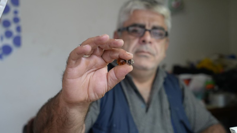 Milyon Yıllık Gizem Bayburt’ta Gün Yüzüne Çıktı: Kehribarın Kalbinde Zaman Yolcusu!