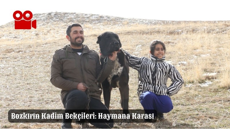 Bozkırın Kadim Bekçileri: Haymana Karası