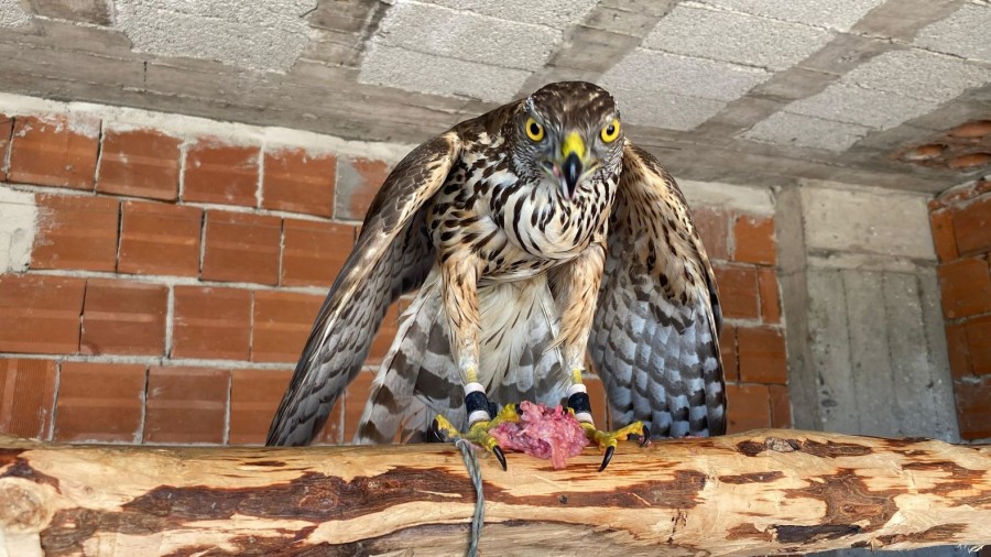 Doğu Karadeniz'in Kadim Geleneği Atmacacılık Yasal Güvenceye Kavuştu