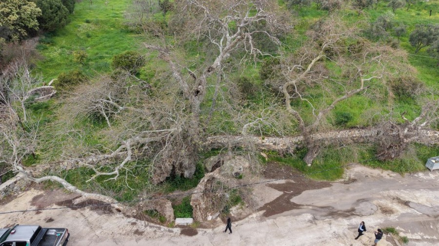 Doğa Yürüyüşünde Dev Keşif: Bodrum'un 2 Bin Yıllık Çınarı Tescilleniyor