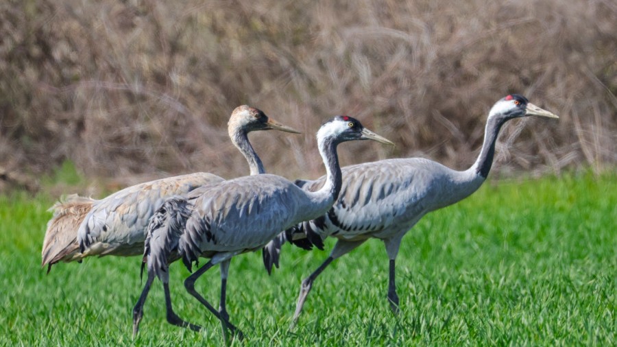 Göç Yolunda Bir Kültür Mirası: Erbaa’nın Bereket Elçileri Turnalar