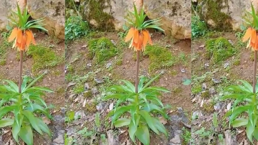 Tam 577 Bin TL Cezası Var! Gelincik Dağı’nın Nadide Mücevherleri Açtı