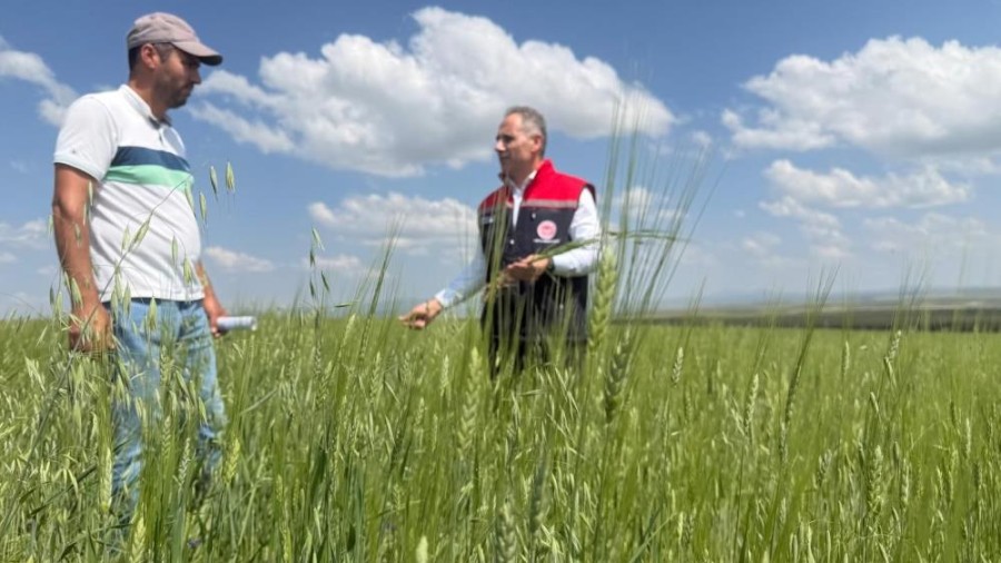 Kars'ta 13 Bin Yıllık Tarım Mirası Kavılca Buğdayı İçin Çalışmalar Sürüyor