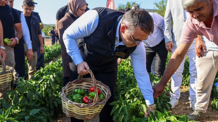 Ata Tohumu Kamber Biberi’nde Hasat Başladı: Osmanlı’dan Günümüze Gelen Lezzet