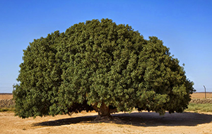 Bu Zeytin Ağacını Çok Seveceksiniz.Tam 1440 Yaşında
