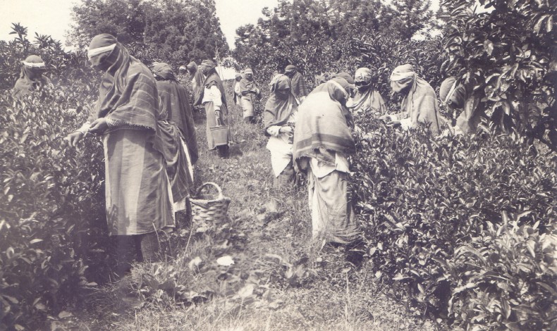 Rize Çayının Gizli Tarihi: Tarih 7 Yıl Geriye Çekildi!