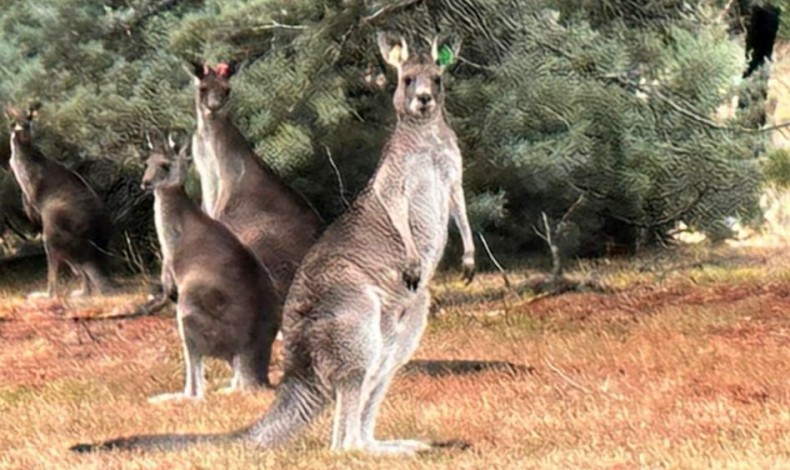 Cepheden Dostluğa: Gelibolu’nun Avustralya ve Türkiye Arasındaki Sönmeyen Mirası