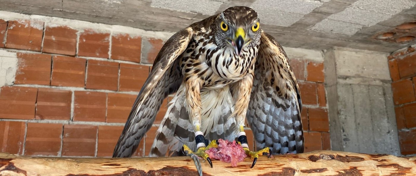 Doğu Karadeniz'in Kadim Geleneği Atmacacılık Yasal Güvenceye Kavuştu