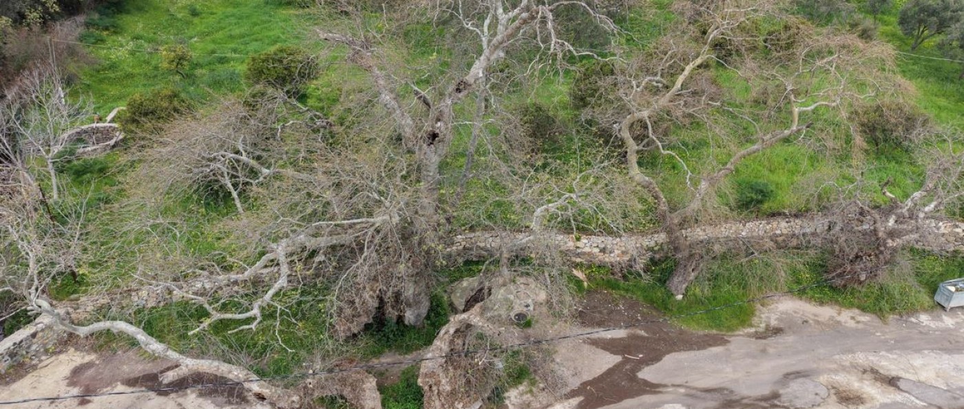 Doğa Yürüyüşünde Dev Keşif: Bodrum'un 2 Bin Yıllık Çınarı Tescilleniyor